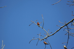 Loxia pytyopsittacus
