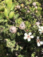 Leptospermum grandiflorum