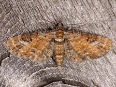 Eupithecia anticaria