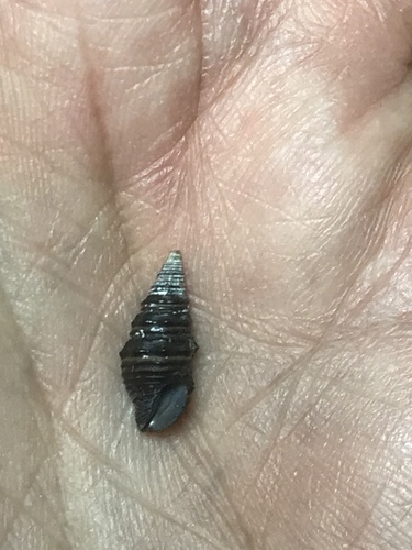 Turridrupa albofasciata, 2004-12-24