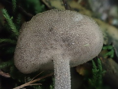Helvella fibrosa