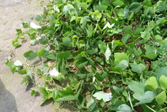 Angiospermae