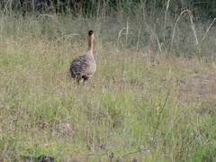 Rhynchotus rufescens