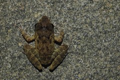 Craugastor aurilegulus