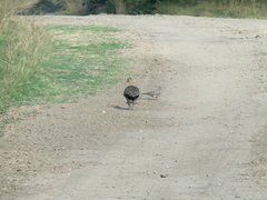 Rhynchotus rufescens