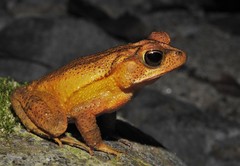 Incilius leucomyos