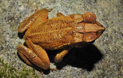 Incilius leucomyos