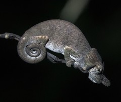 Calumma nasutum
