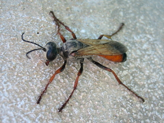 Sphex flavipennis