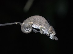 Calumma nasutum