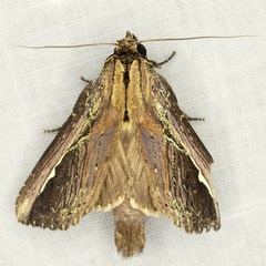Gopha albolinea