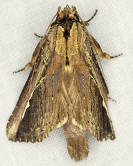 Gopha albolinea