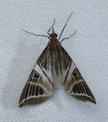Phrataria transcissata
