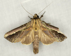 Gopha albolinea