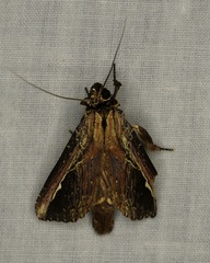 Gopha albolinea