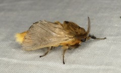 Thoscora