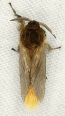 Thoscora