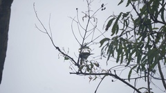 Melithreptus albogularis
