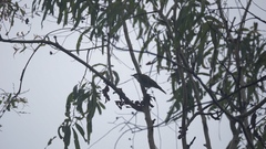 Melithreptus albogularis