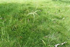 Cyperus