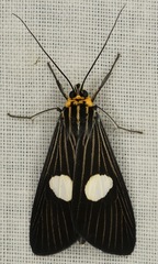 Dioptinae