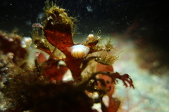 Cryptonatica aleutica