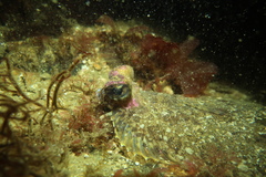 Pleuronichthys