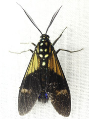 Belemnia eryx