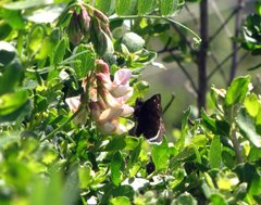 Erynnis tristis