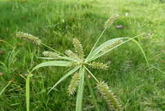 Cyperus