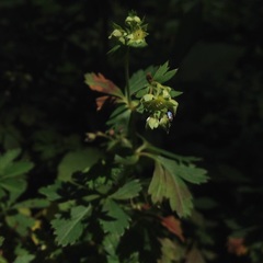 Alchemilla procumbens