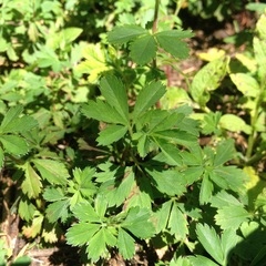 Alchemilla procumbens
