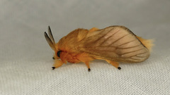 Thoscora
