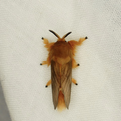 Thoscora