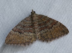 Chrysolarentia bichromata