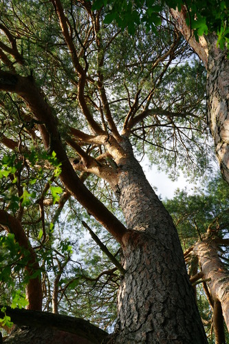 Paprastoji pušis nuotrauka