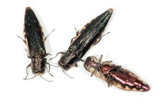 Agrilus difficilis