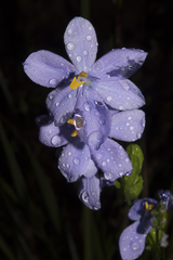 Orthrosanthus multiflorus