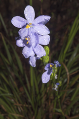 Orthrosanthus multiflorus