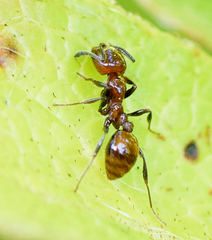 Prolasius