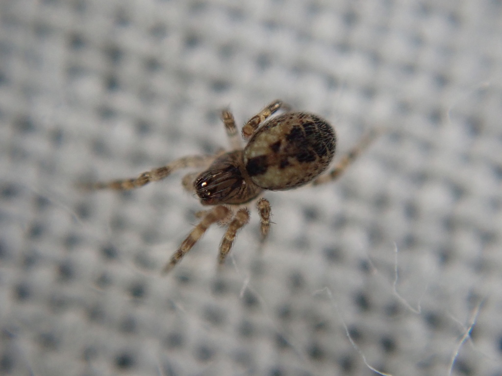 Palaearctic Backspined Meshweaver