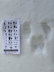 Sylvilagus transitionalis