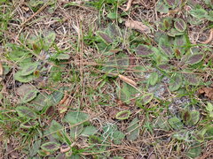 Salvia lyrata image
