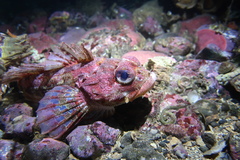 Hemilepidotus hemilepidotus