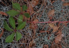 Parthenocissus quinquefolia image
