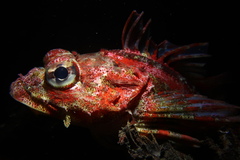 Hemilepidotus hemilepidotus