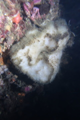 Stelletta clarella