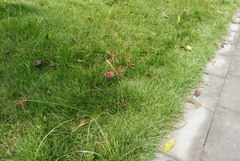 Cyperus flavidus flavidus