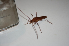 Proholopterus chilensis