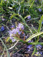 Scilla bifolia